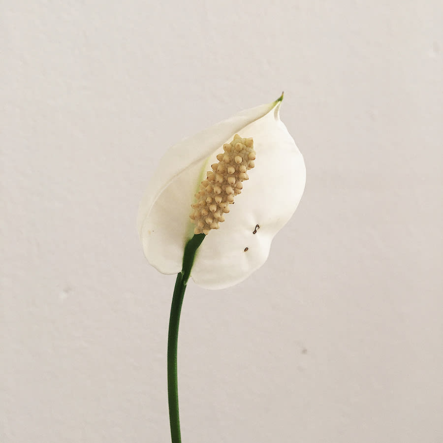 Spathiphyllum - Imagen 2